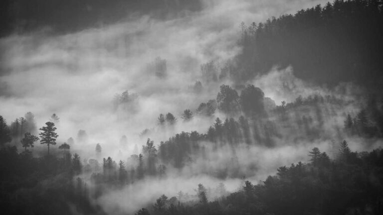 What Services Are Available On 11Xplay Pro.In Domain?